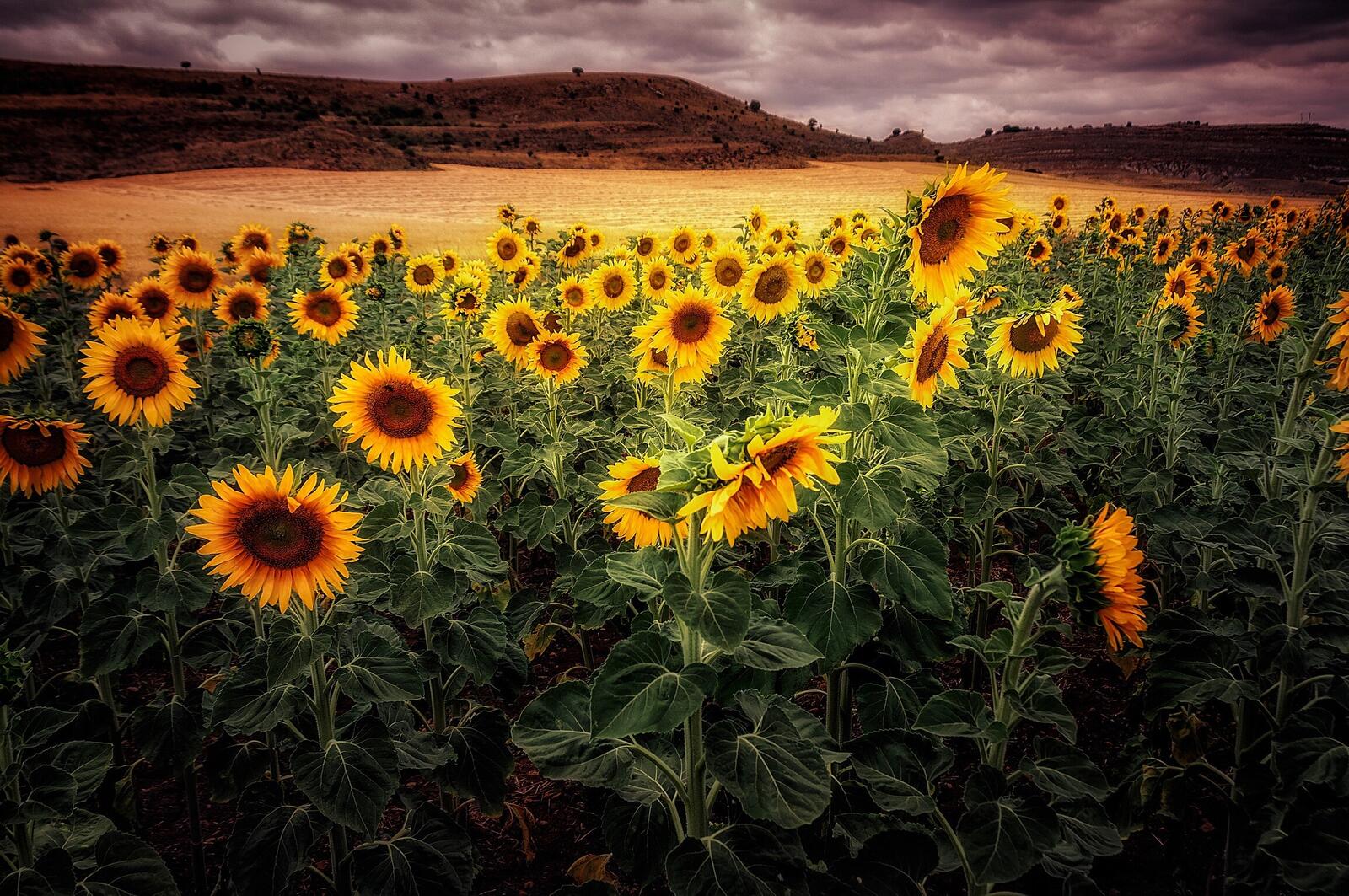 Бесплатное фото Обои закат, поле, цветы на телефон высокого качества