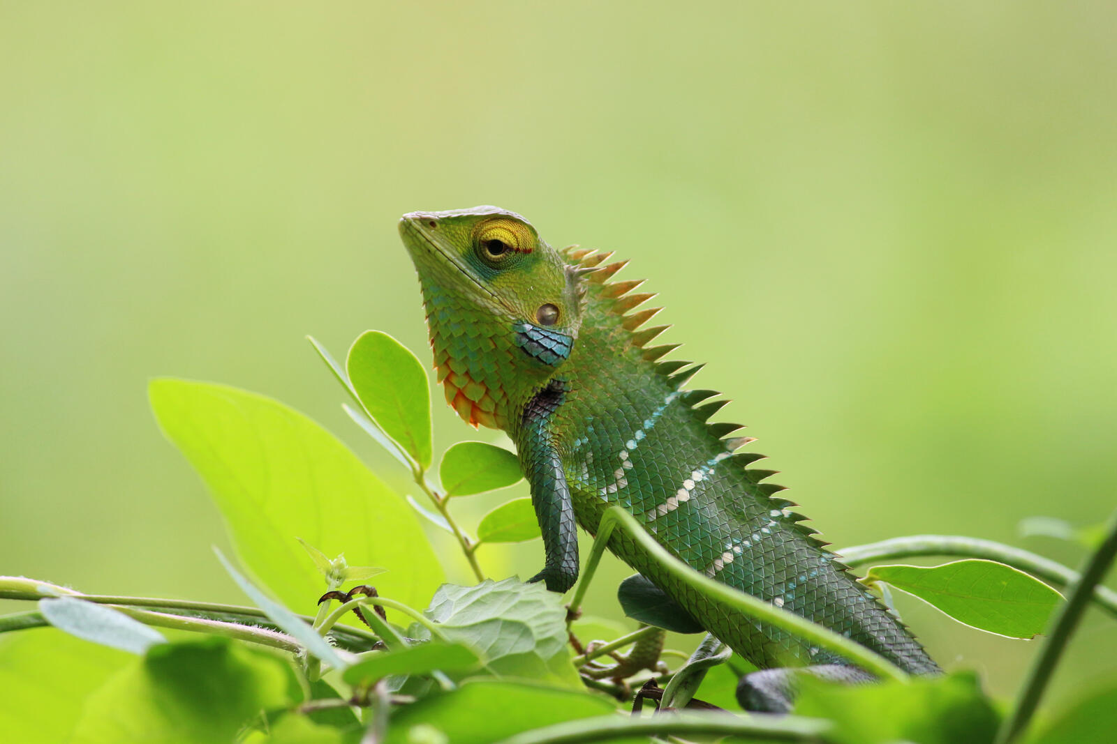 Wallpapers chameleon animal wild on the desktop
