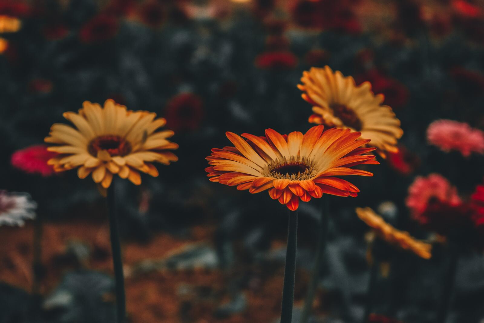 Бесплатное фото Красивый цветок гербера