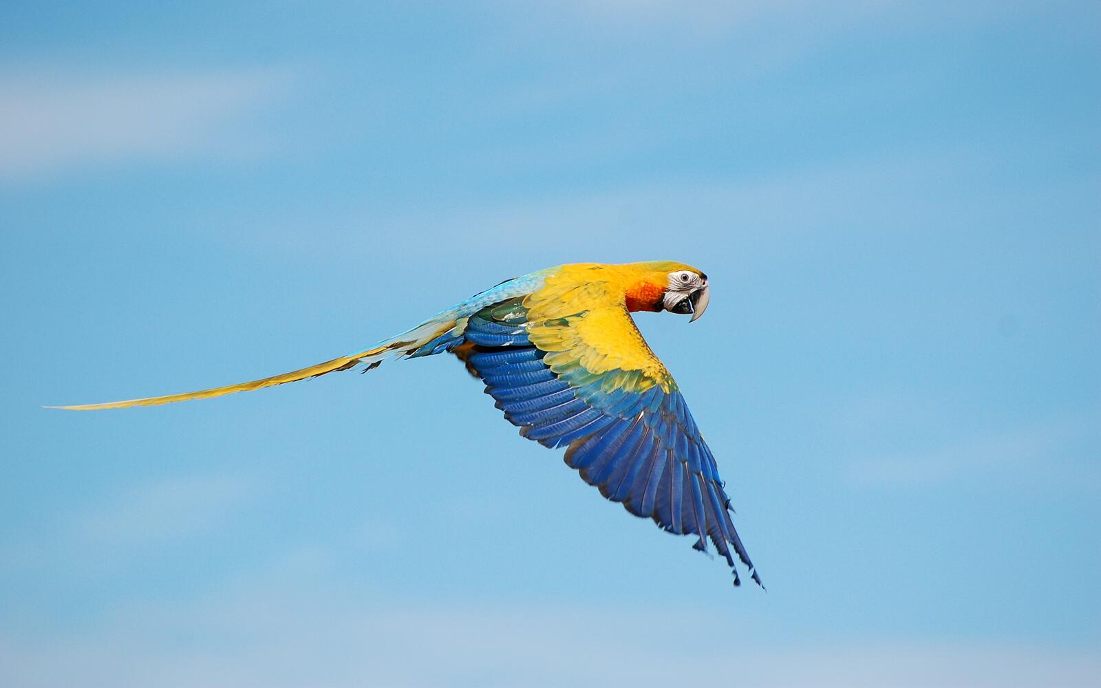 Wallpapers flight sky parrot on the desktop