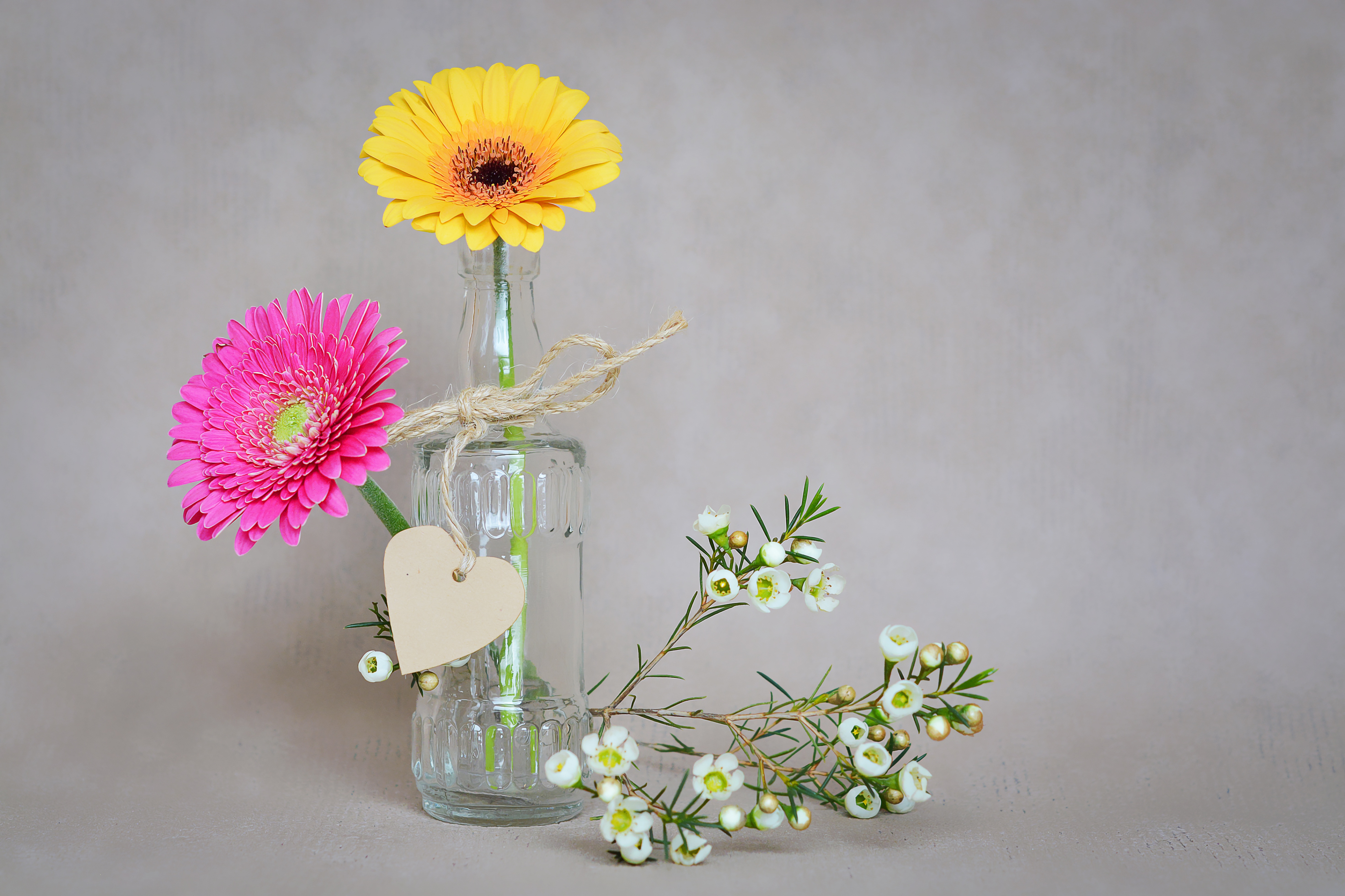 Фото бесплатно растение, белый, цветок