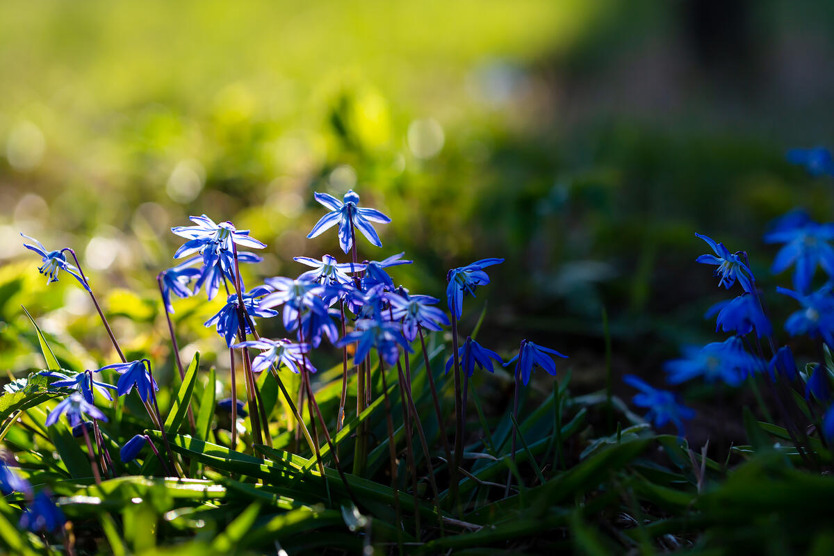 Scilla spring flowers