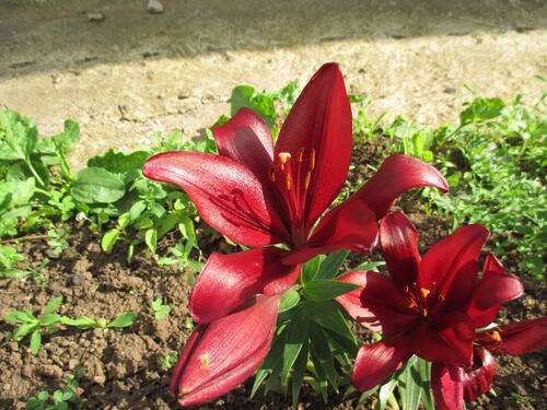 Two red flowers 2