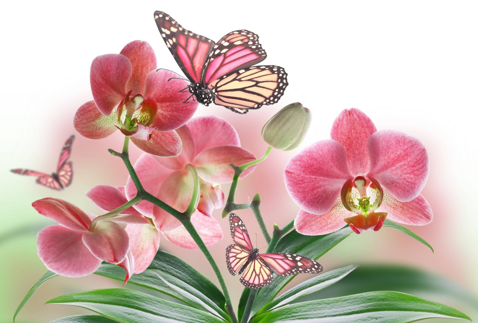 桌面上的壁纸蝴蝶 粉红的花 新芽