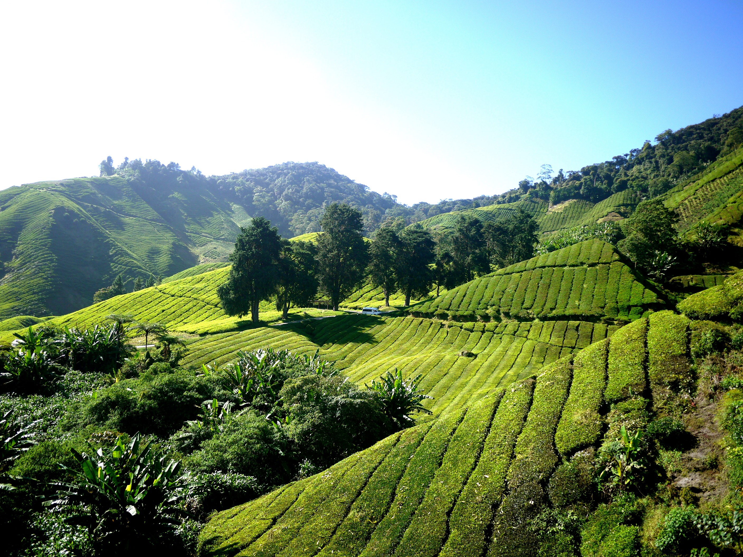 Малайзия бразилия. Шри Ланка чайные плантации. Камерон-Хайлендс чайные плантации. Чайные плантации Камерон Хайлендс в Малайзию. Малайзия плантации фруктовые.