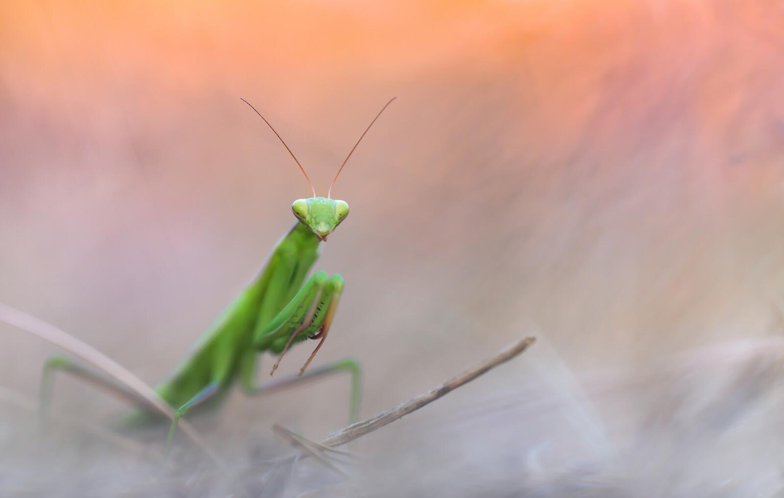 Wallpapers mantis insects close on the desktop