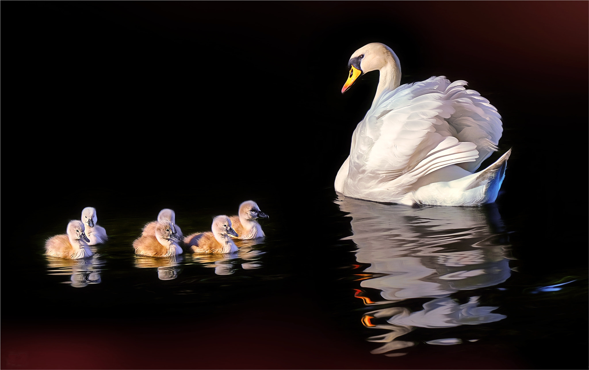 Wallpapers night pond Swan on the desktop