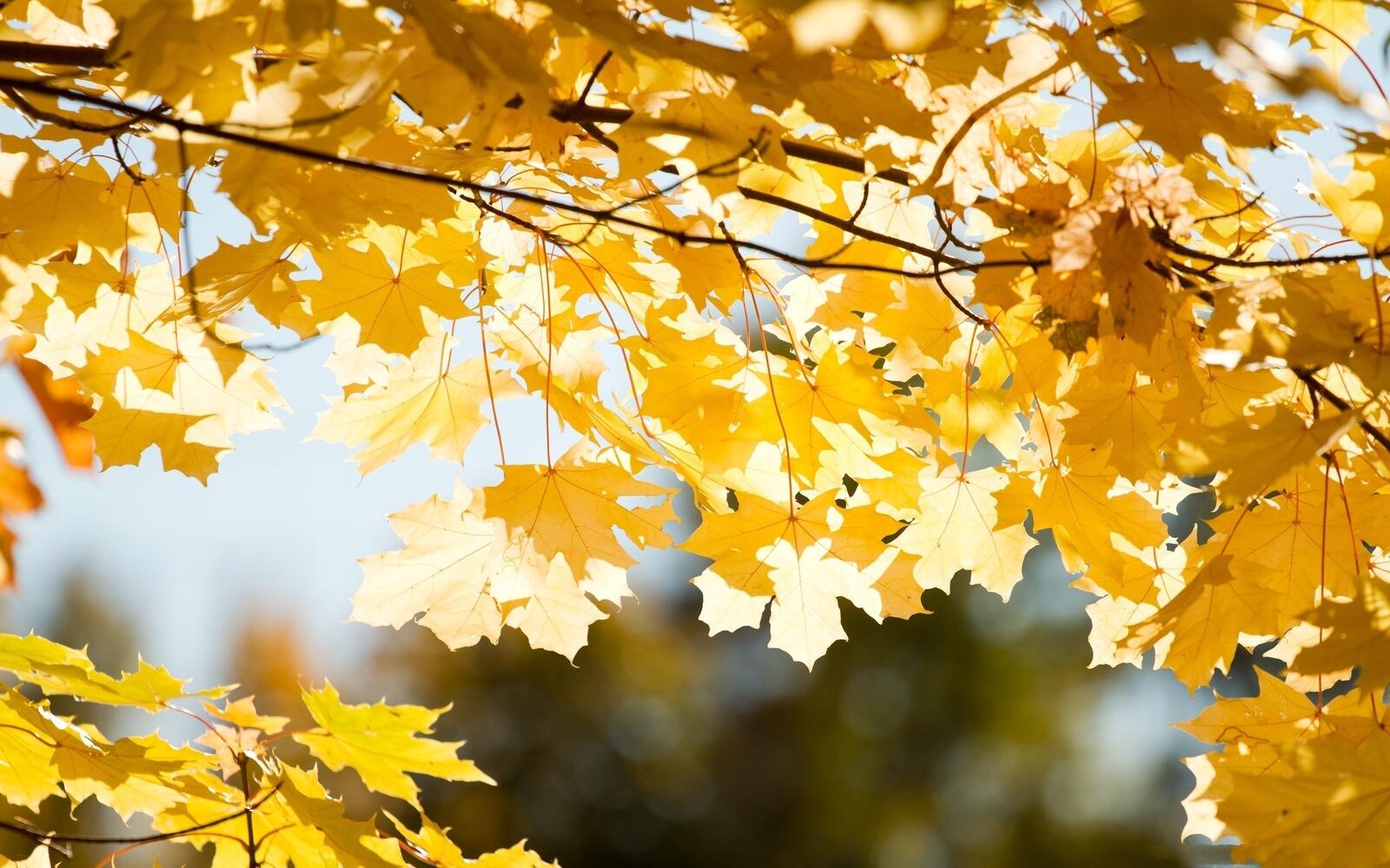 Wallpapers sky autumn leaves wallpaper yellow leaves on the desktop