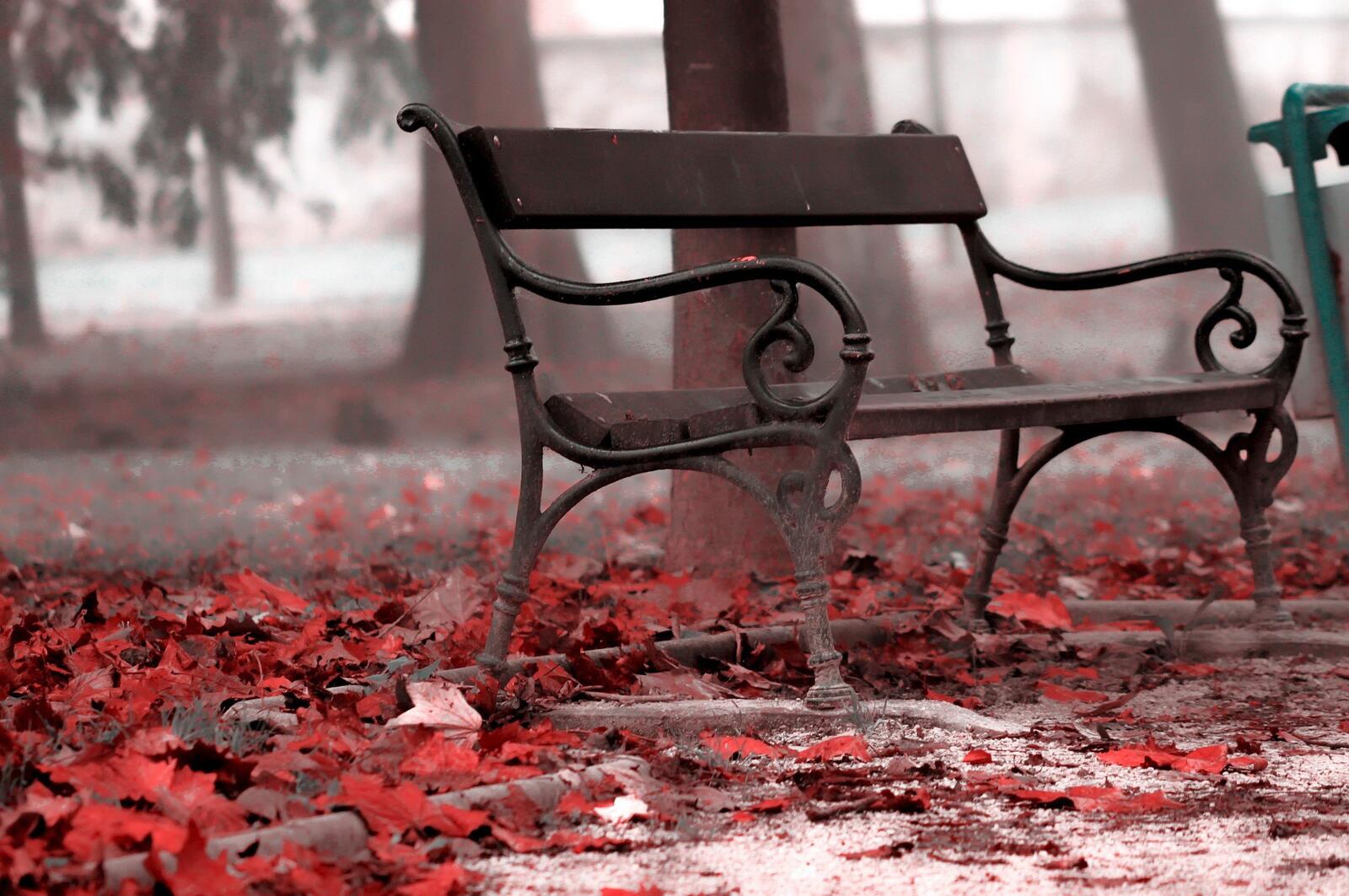 Обои скамейка опавшие листья красные листья на рабочий стол