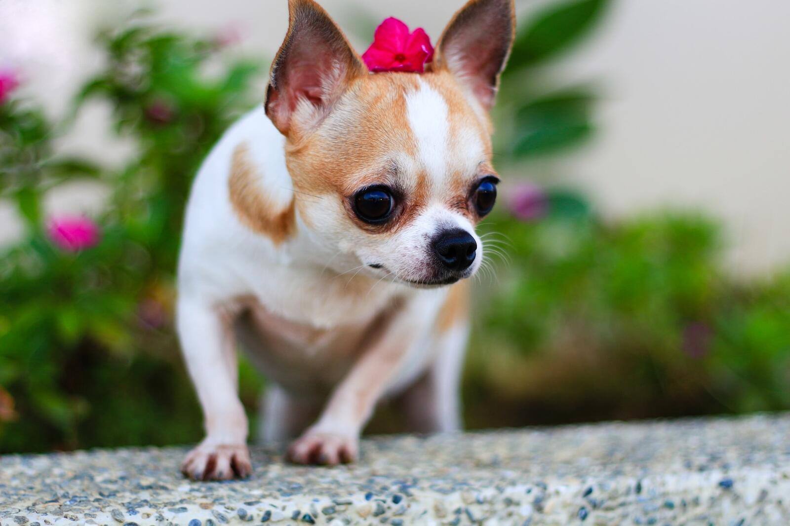 Wallpapers blur wallpaper chihuahua small dogs on the desktop