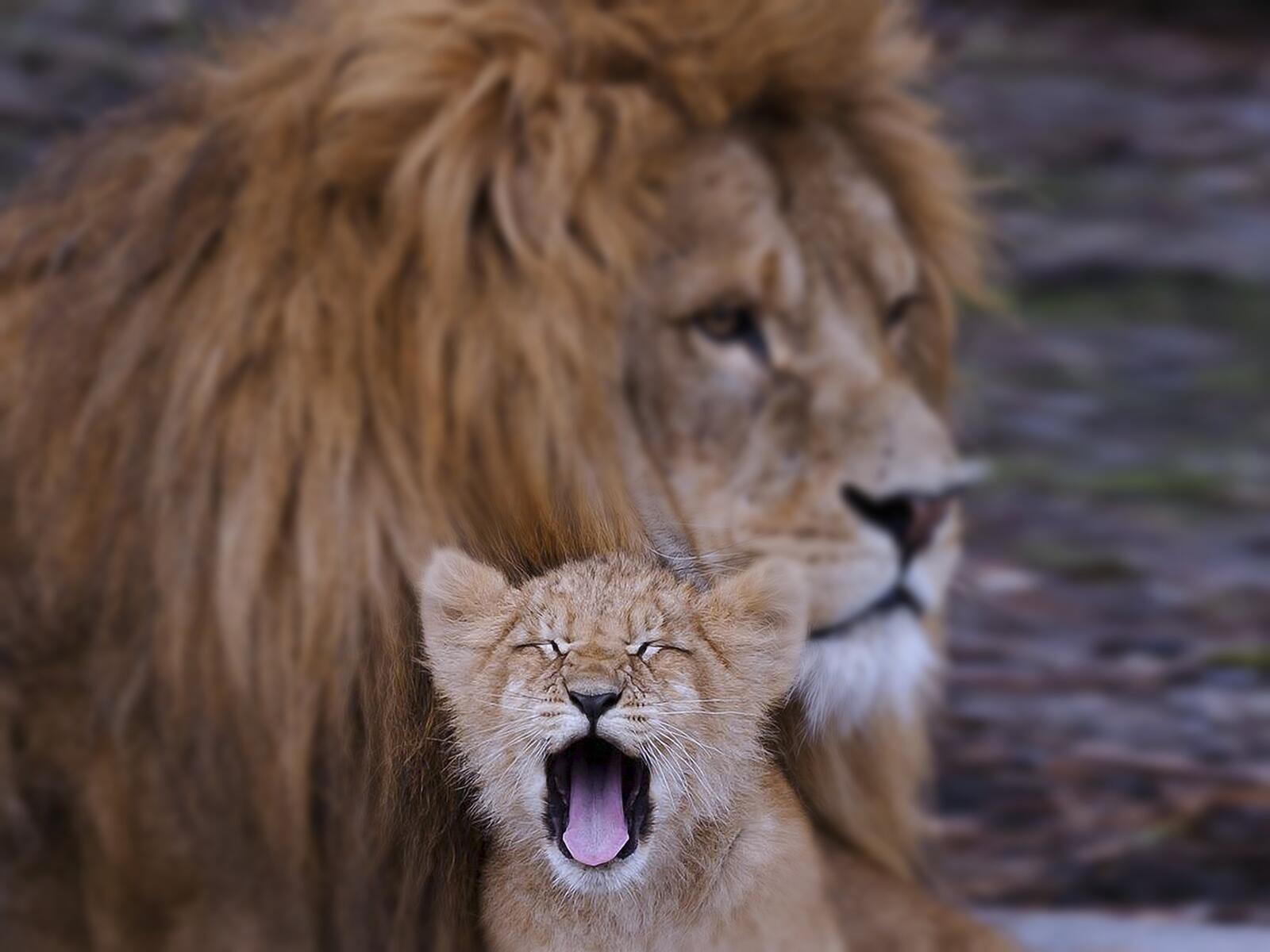 Wallpapers lion family lion cub predator on the desktop