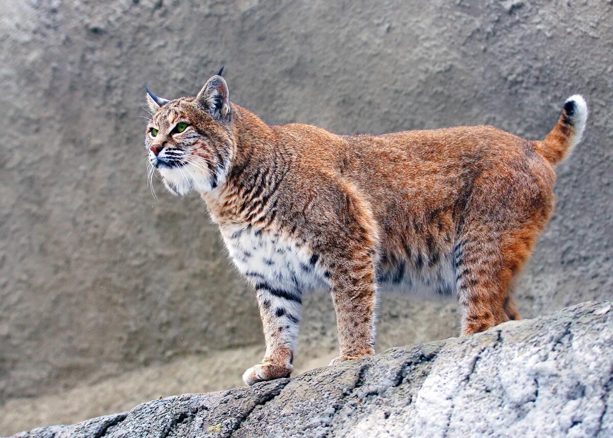 The lynx looks off into the distance