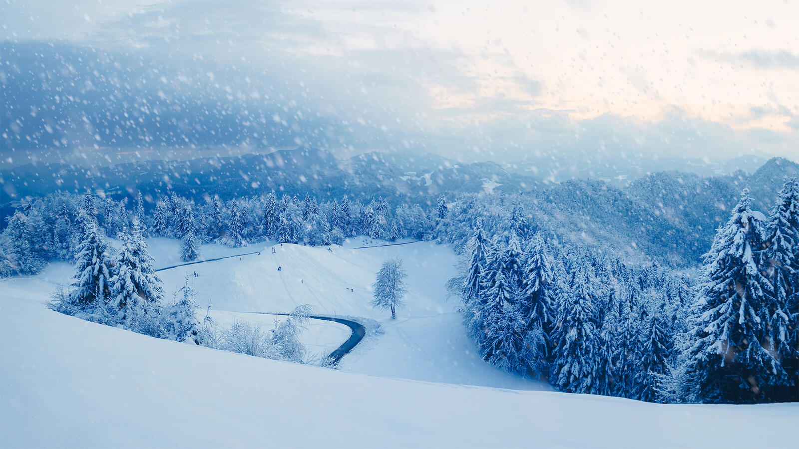 免费照片免费观看冬季、树木的照片