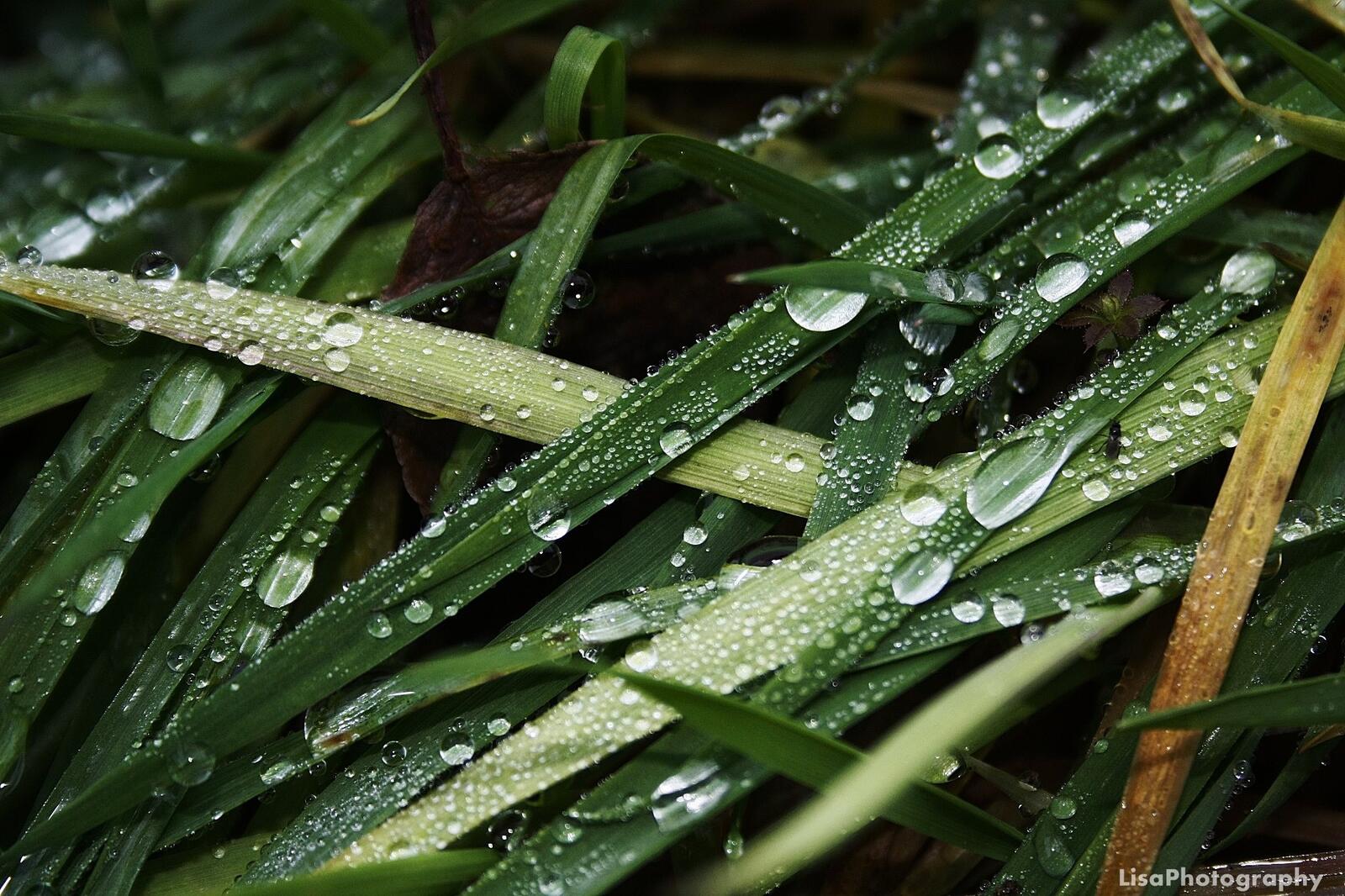 Обои природа трава дождь на рабочий стол