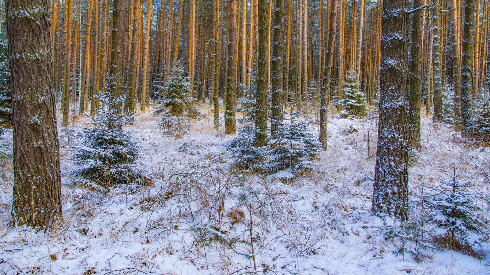 Обои зимний лес зима снег в лесу на рабочий стол