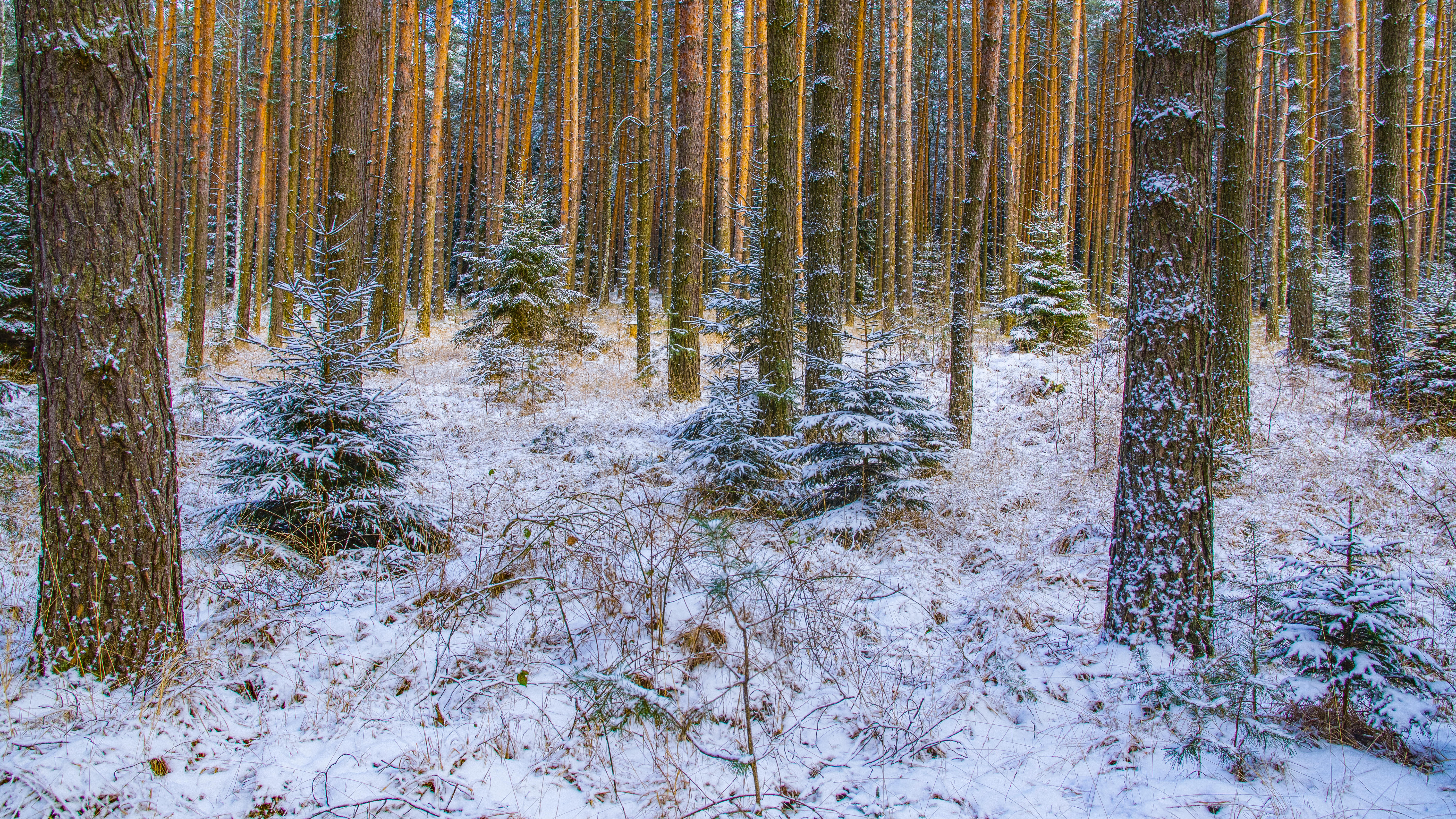 Фото бесплатно зимний лес, зима, снег в лесу