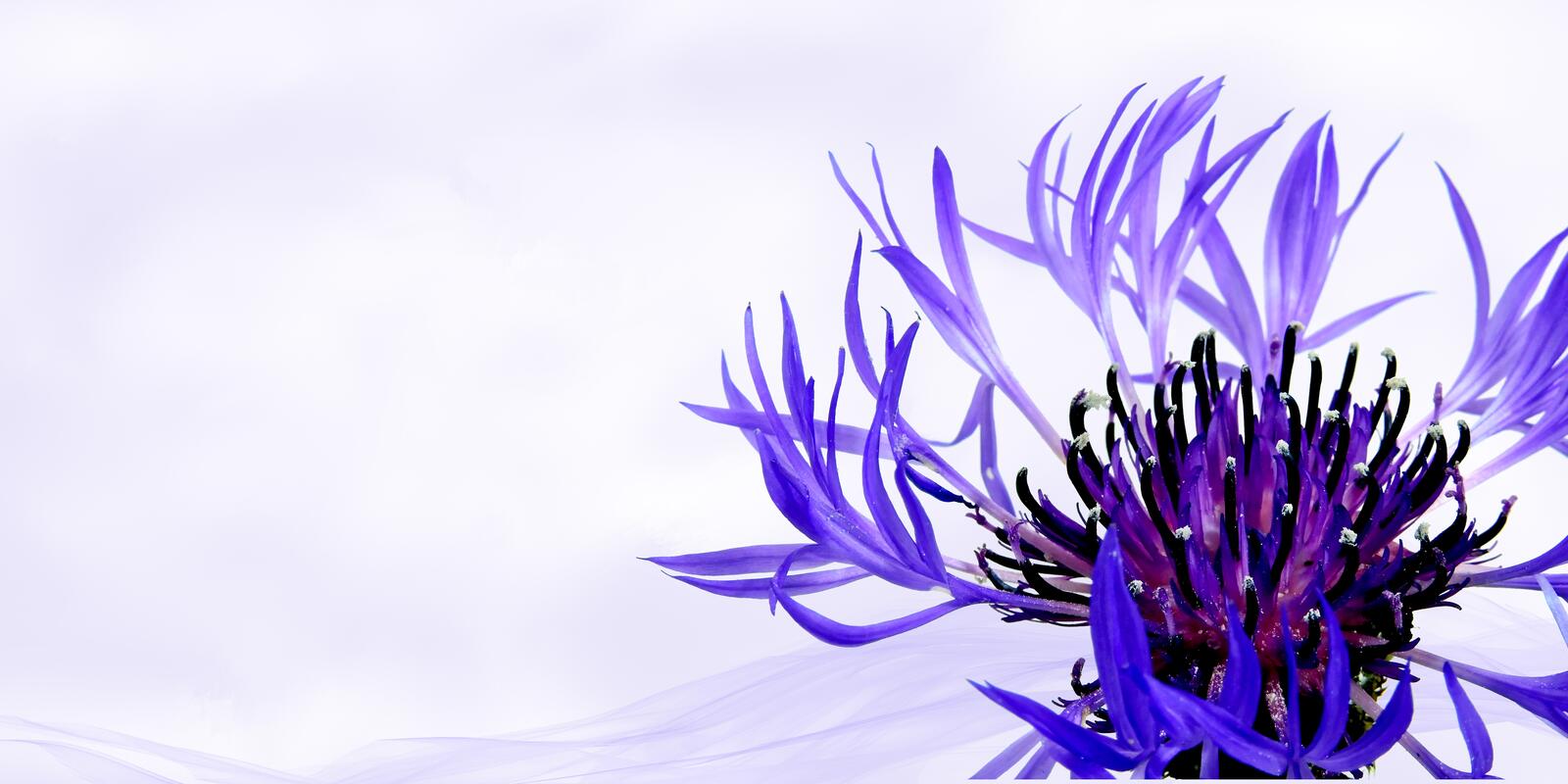 桌面上的壁纸紫花 陆生植物 开花植物