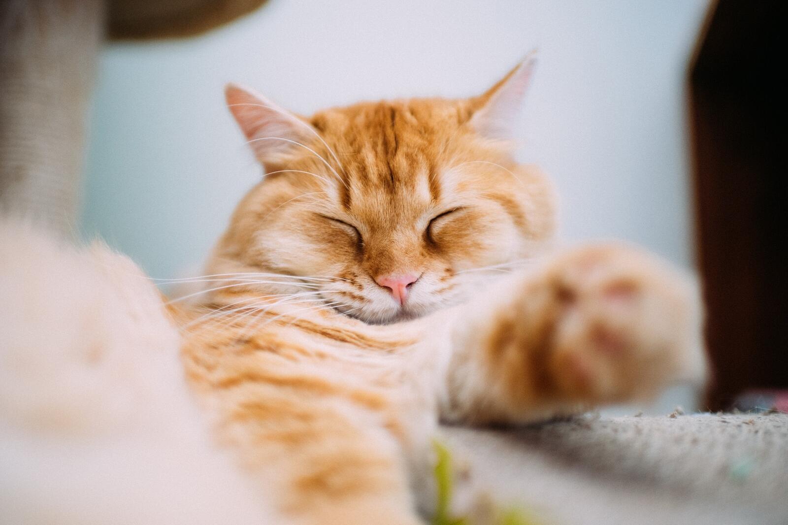 桌面上的壁纸猫 睡觉 甜味