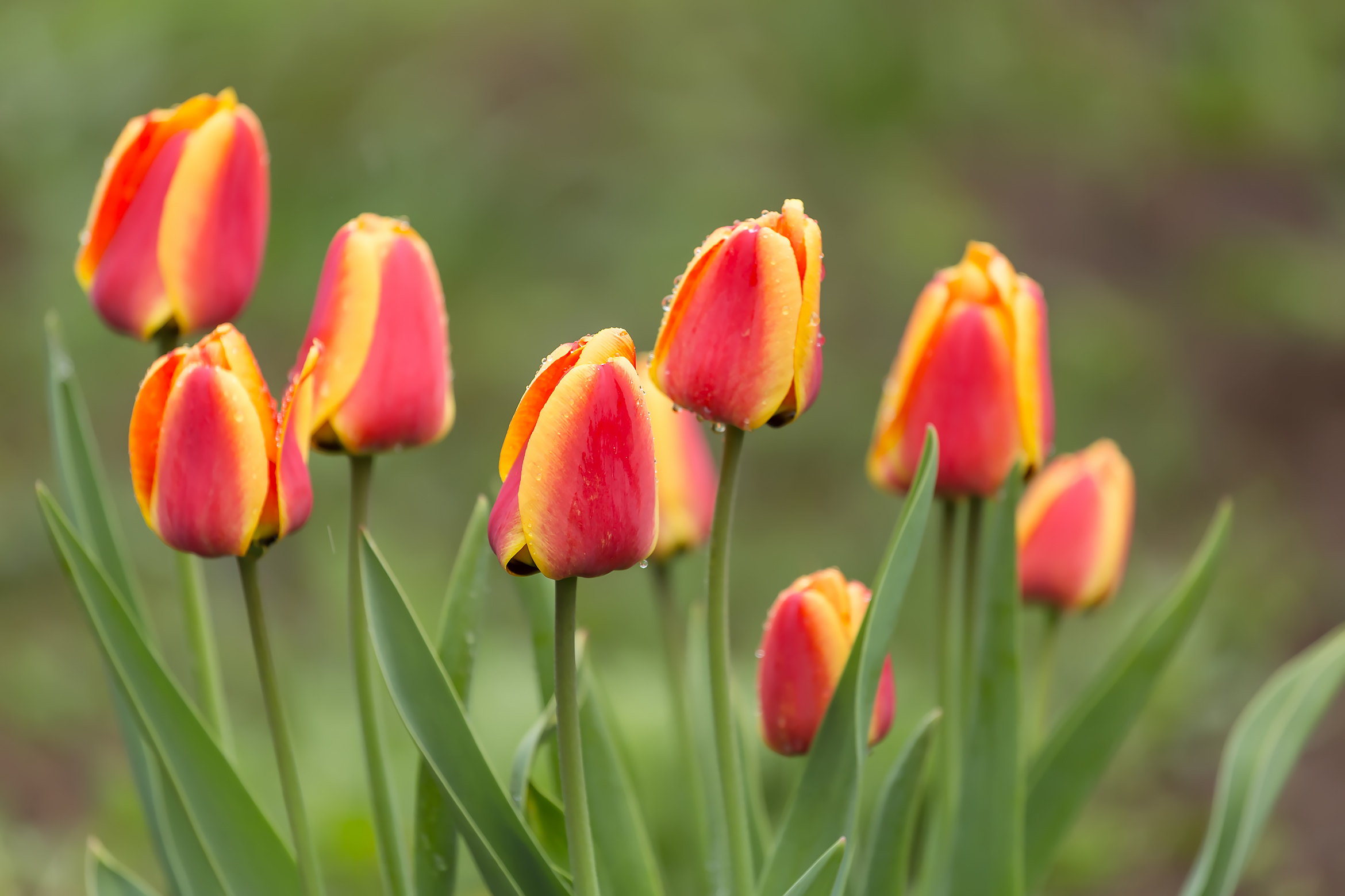 Free photo Tulips