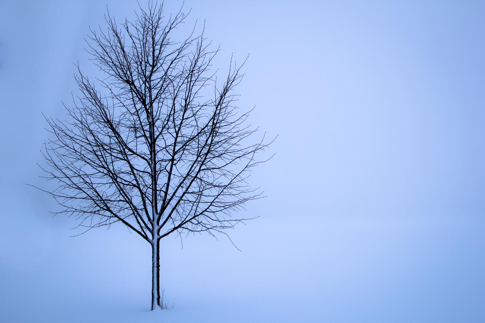 免费照片在白色的不透明的雾中，一棵孤独的无叶树