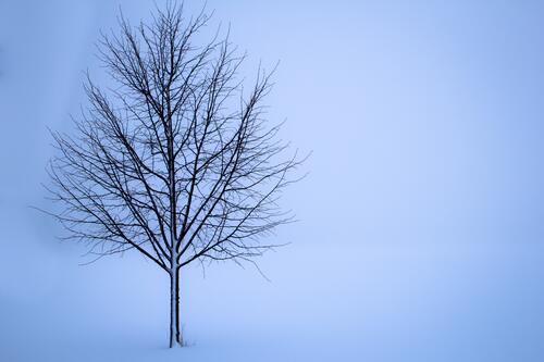 Одинокое дерево без листьев в белом непроглядном тумане
