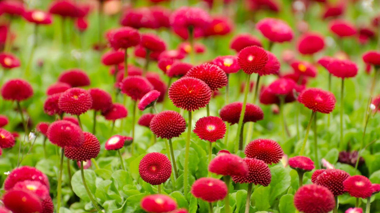Обои красные цветы Ботанический сад цветение на рабочий стол