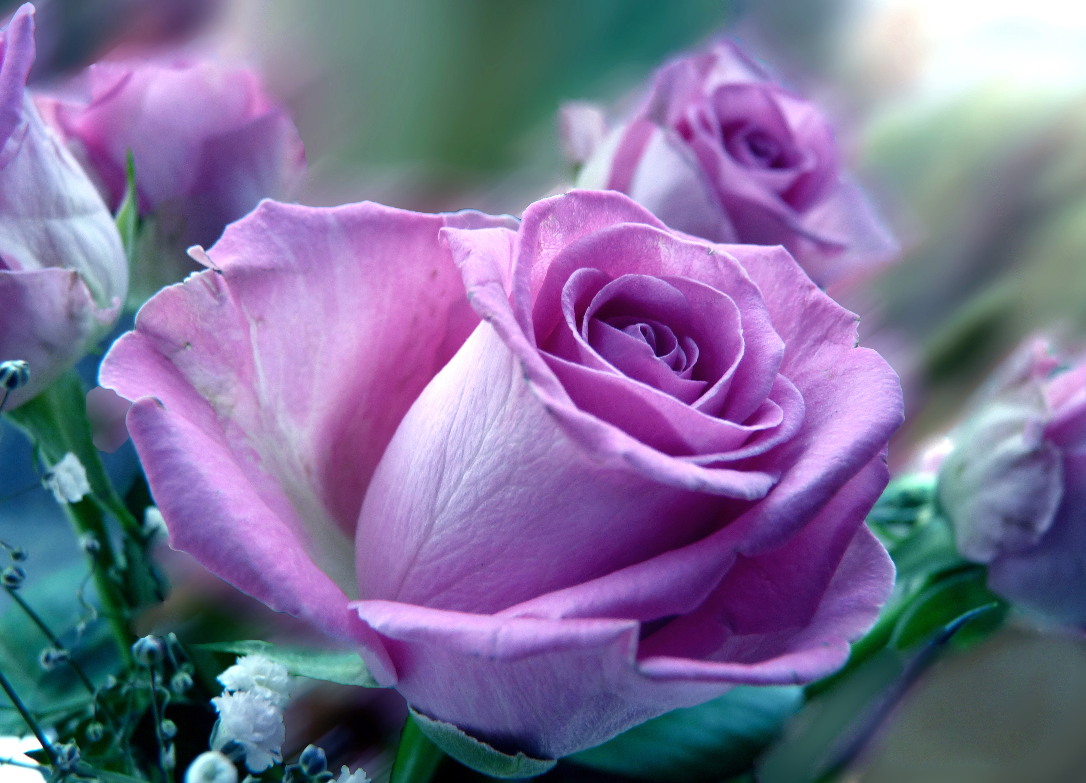 桌面上的壁纸蔷薇花蕾 粉红玫瑰 植物群