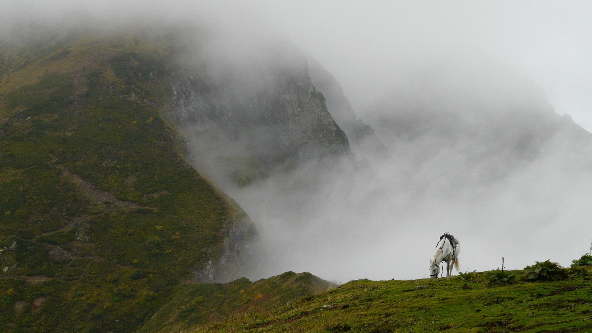 Фото лошадь, трава, горный туман, животные - бесплатные картинки на Fonwall