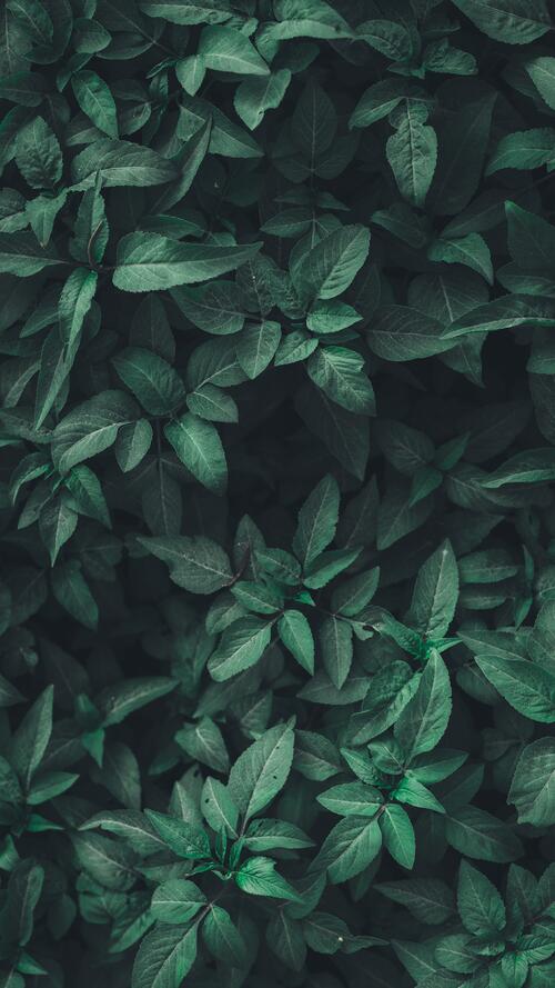Куст с зелеными листьями