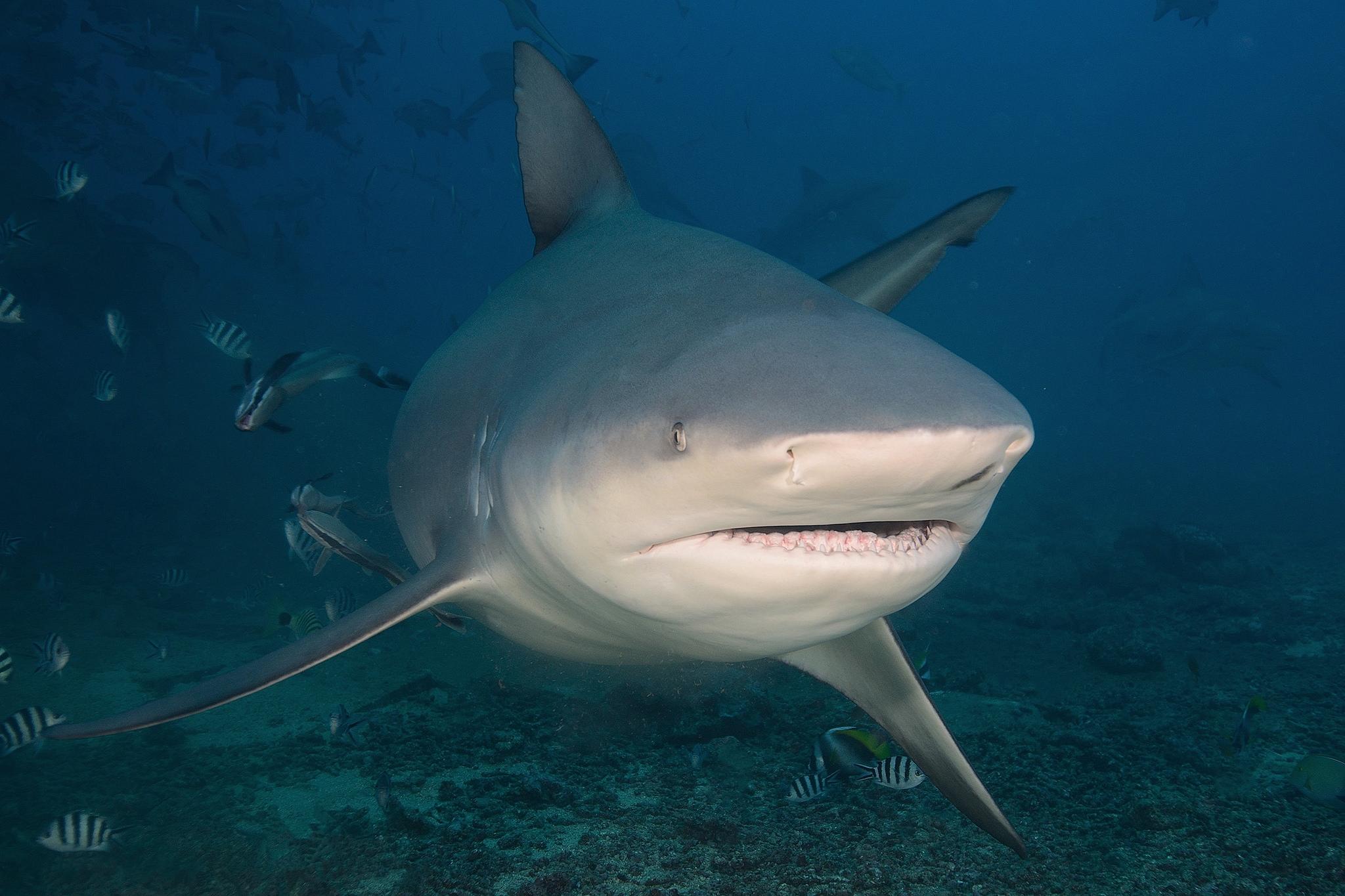 Фото бесплатно акула крупным планом, акулы, море
