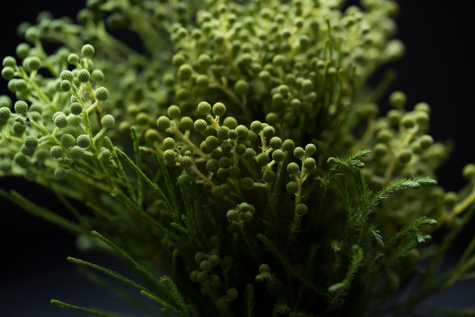 Wallpapers flower moss terrestrial plant on the desktop