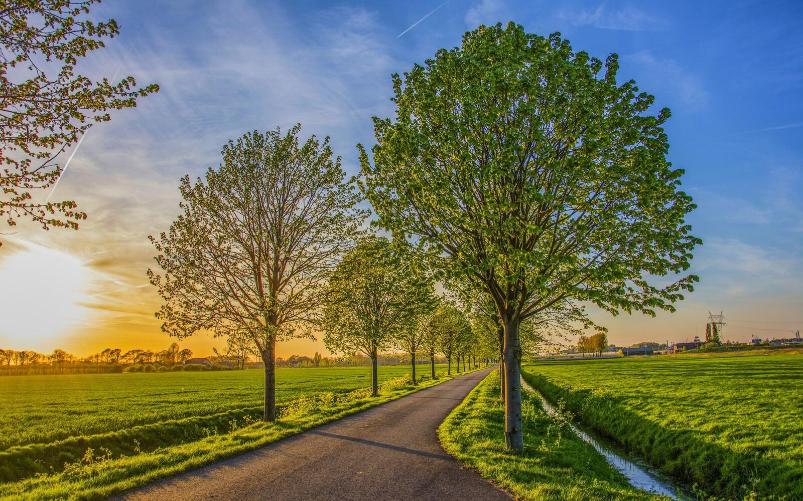 Бесплатное фото Зеленое поле с посадками деревьев на закате