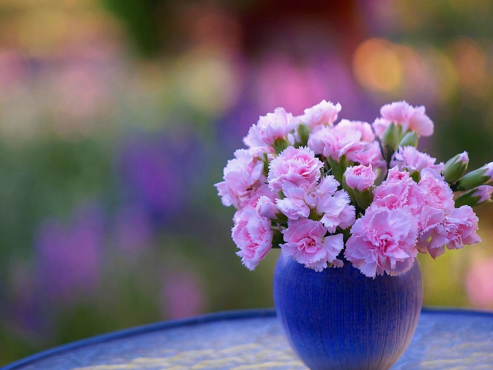 免费照片花瓶中的粉色花朵