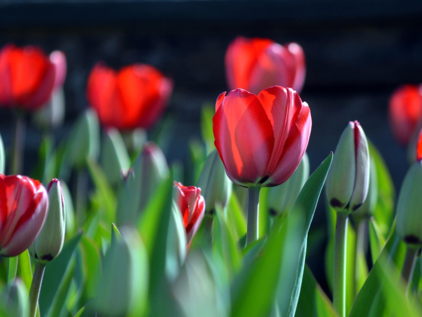 Обои обои красные тюльпаны макро цветок на рабочий стол