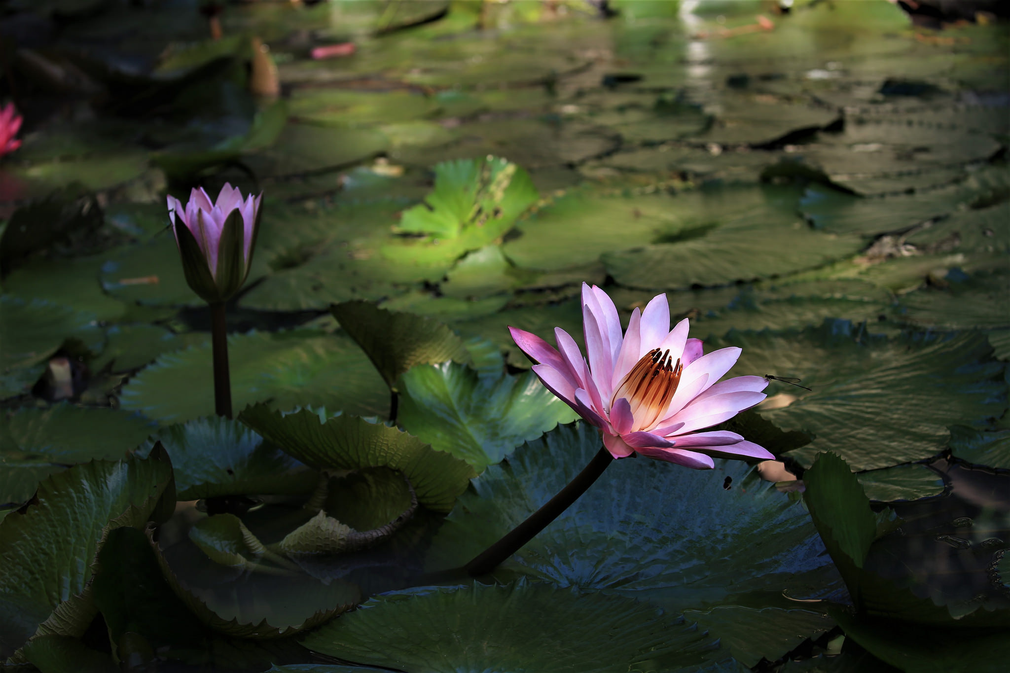 Фото бесплатно цветок, красивый цветок, водяная лилия