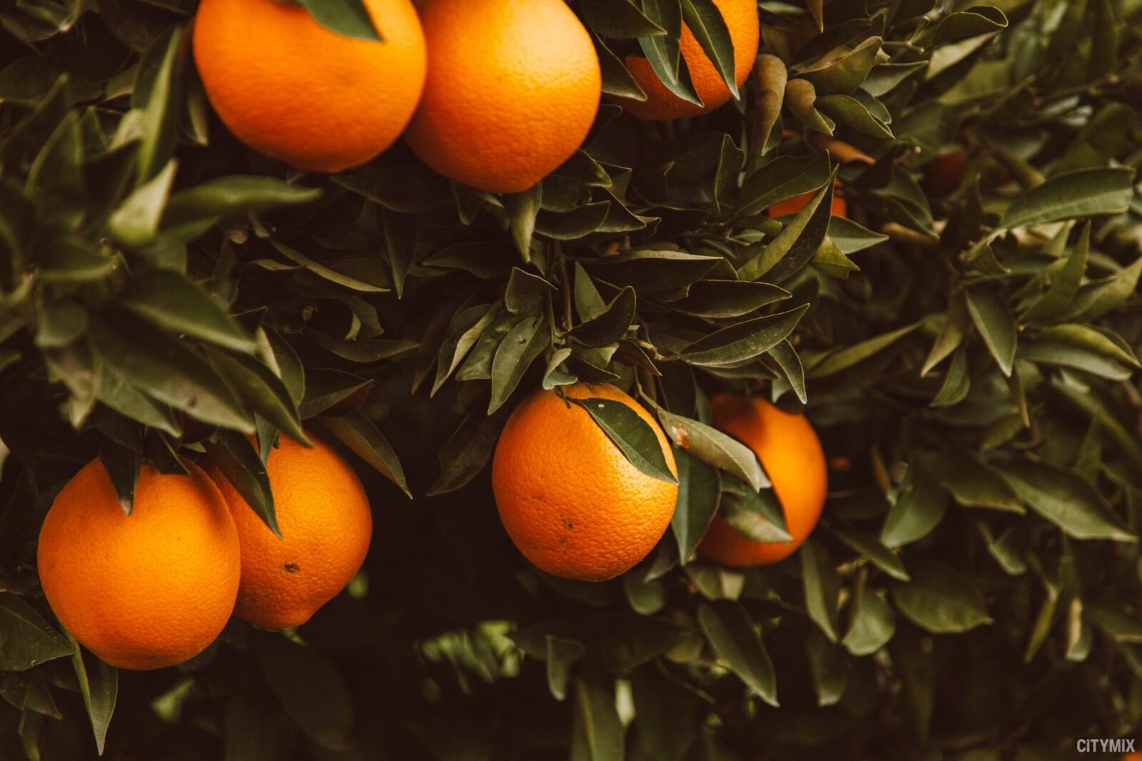 Wallpapers food yellow tangerines tangerines on the tree on the desktop