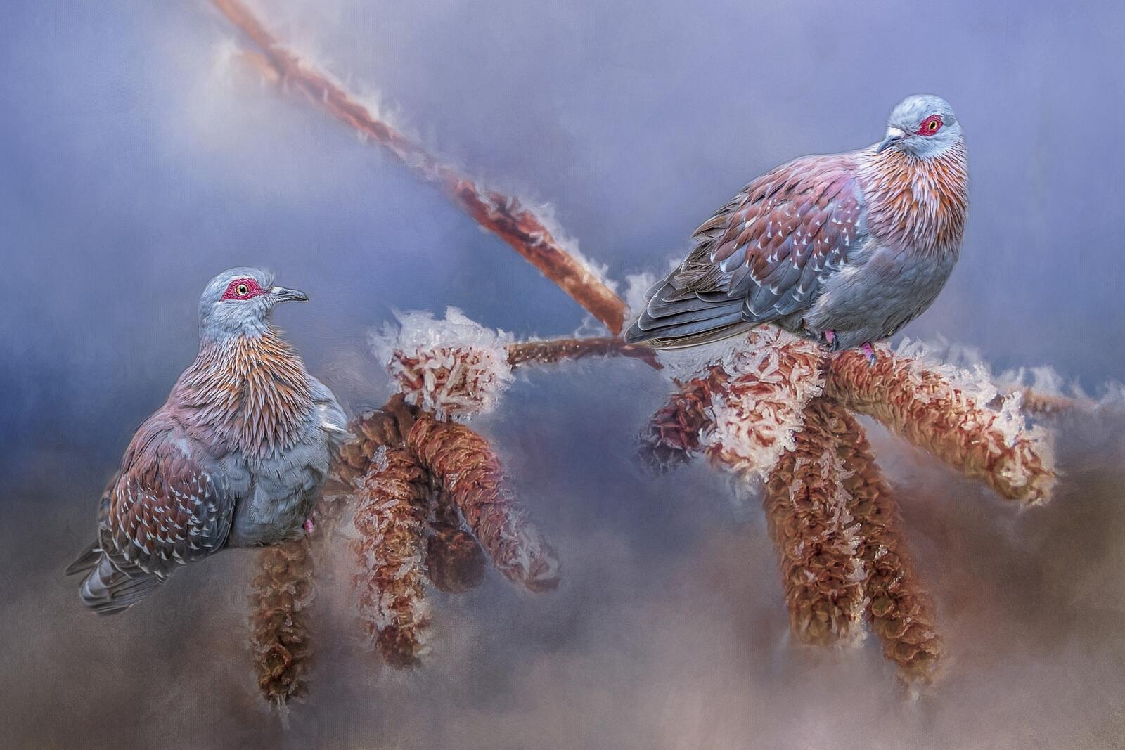Wallpapers Speckled doves bird birds on the desktop