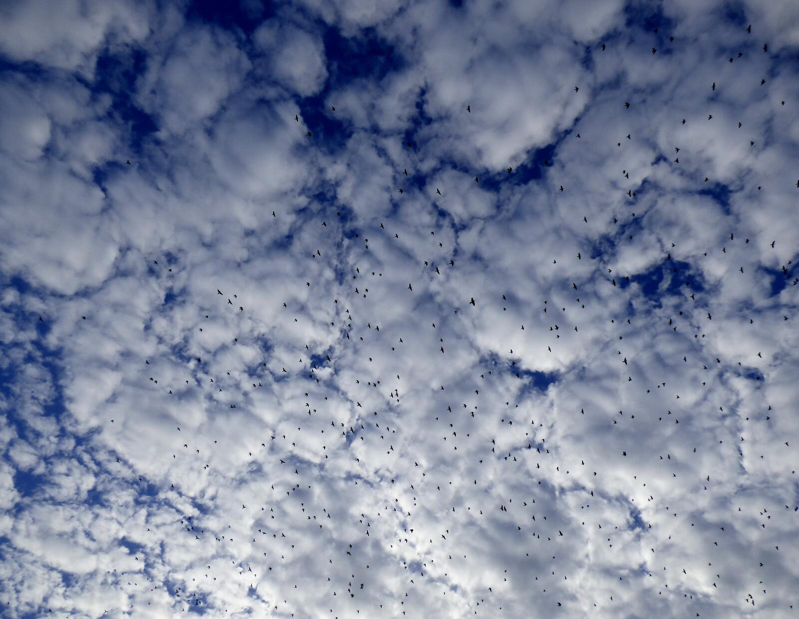 Wallpapers nature a cloud sky on the desktop
