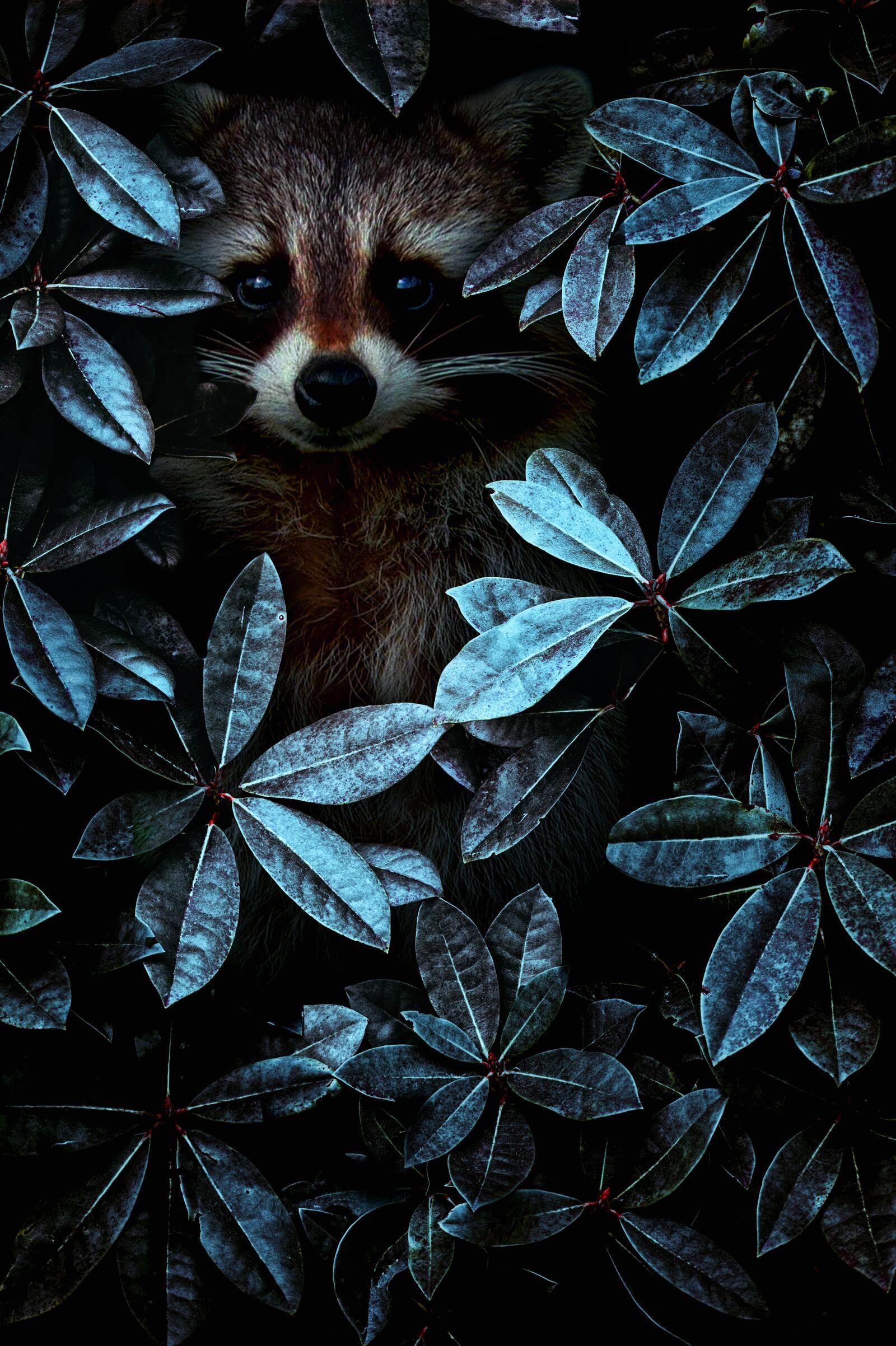 Free photo The raccoon hid =)
