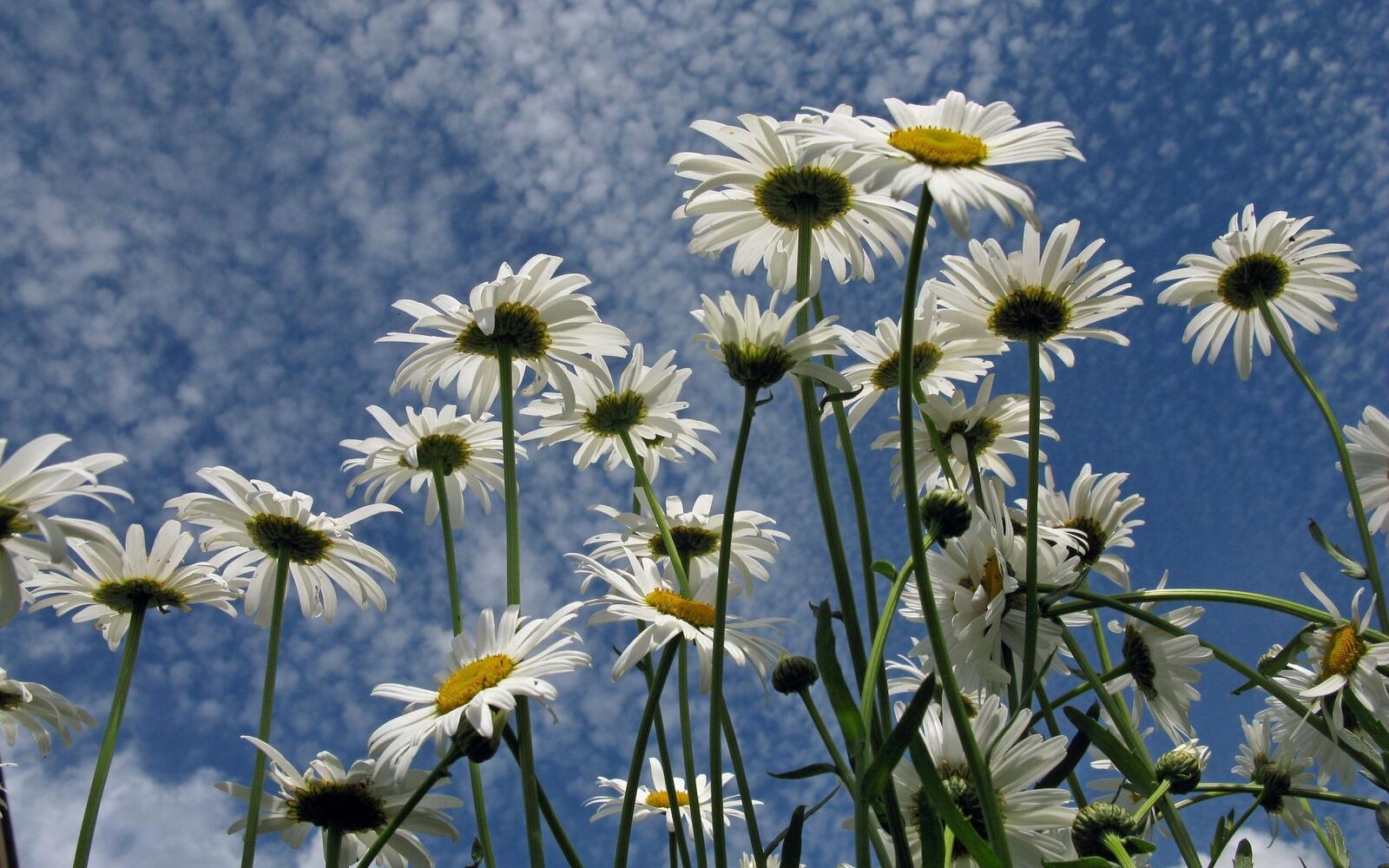 Wallpapers clouds wallpaper daisies chamomile on the desktop