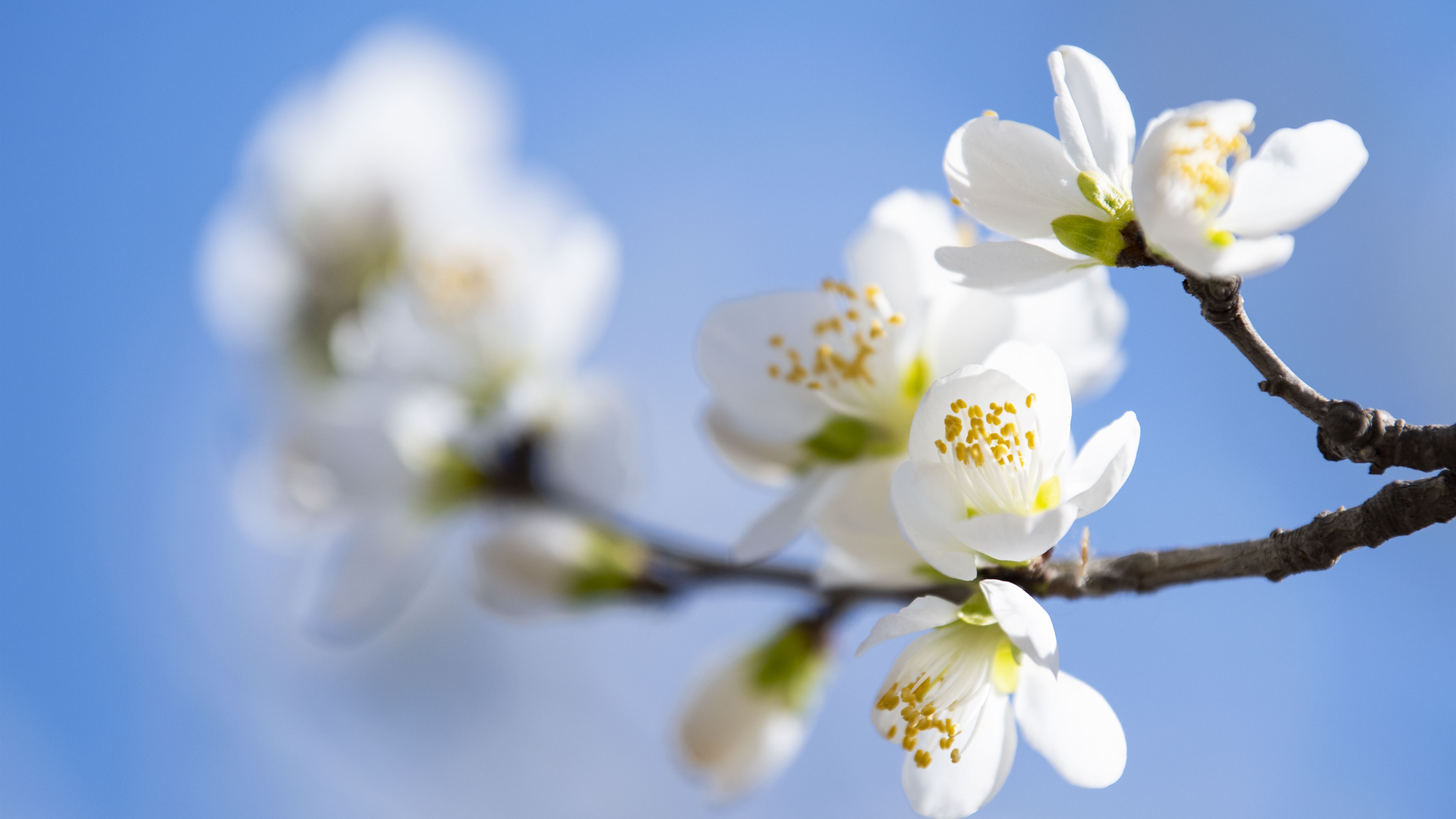 Wallpapers spring flowers plums branch on the desktop