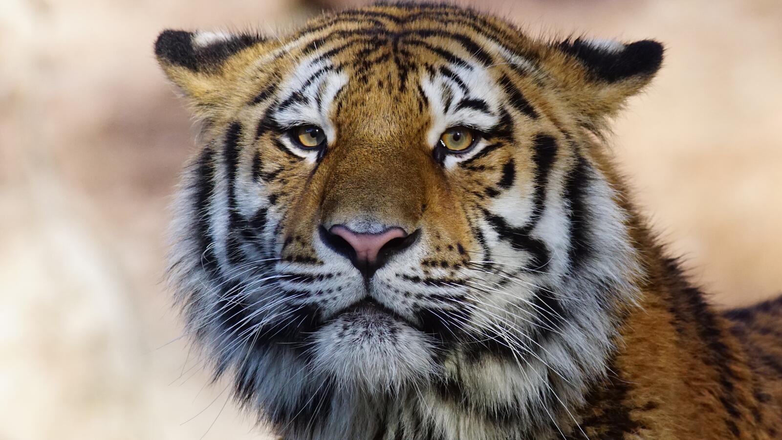 Free photo Portrait of a tiger