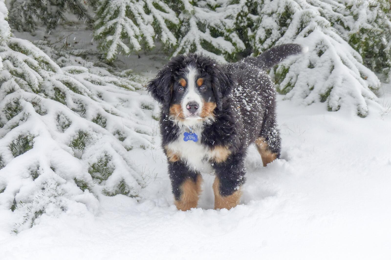 Wallpapers bernese mountain dog dog winter on the desktop