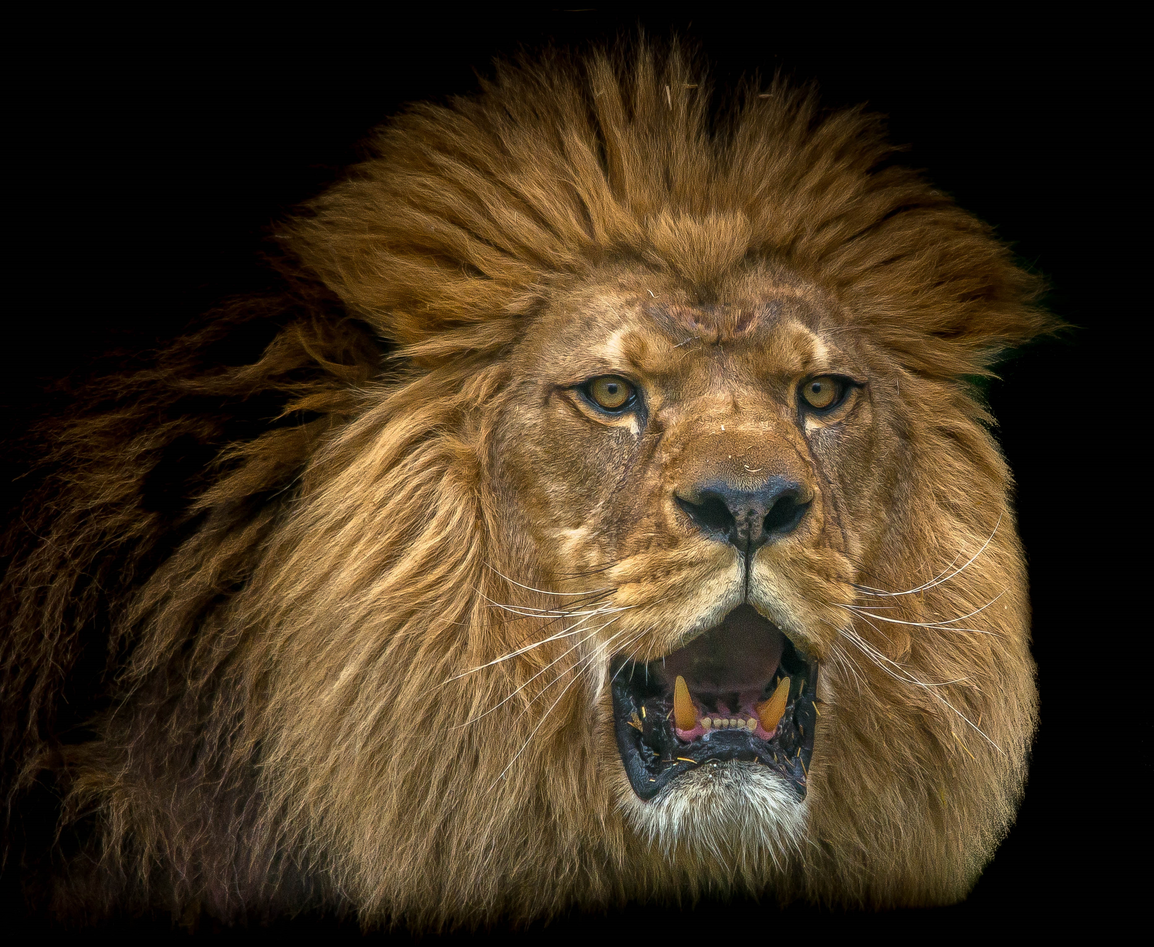 Wallpapers portrait lion king of beasts on the desktop