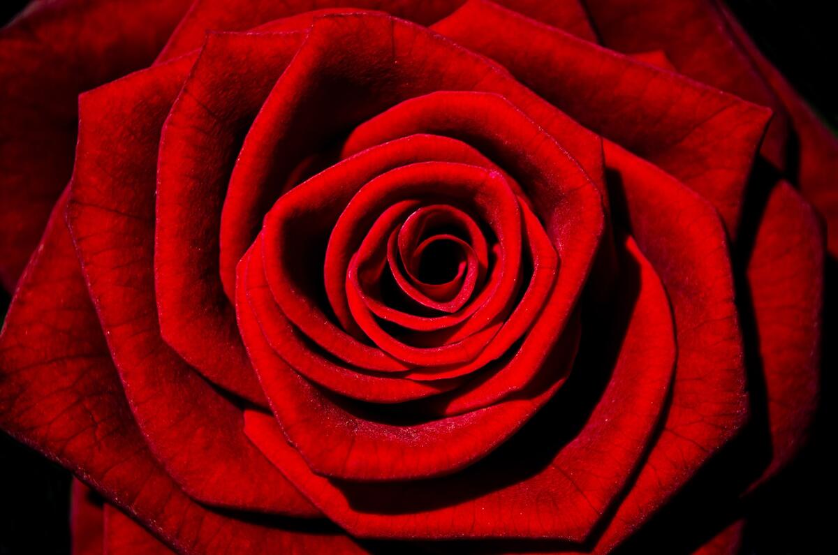 Большая красная роза