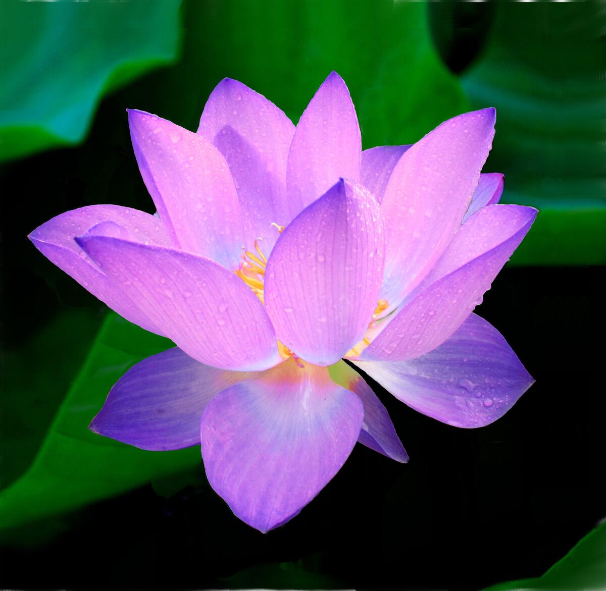 Purple sacred lotus