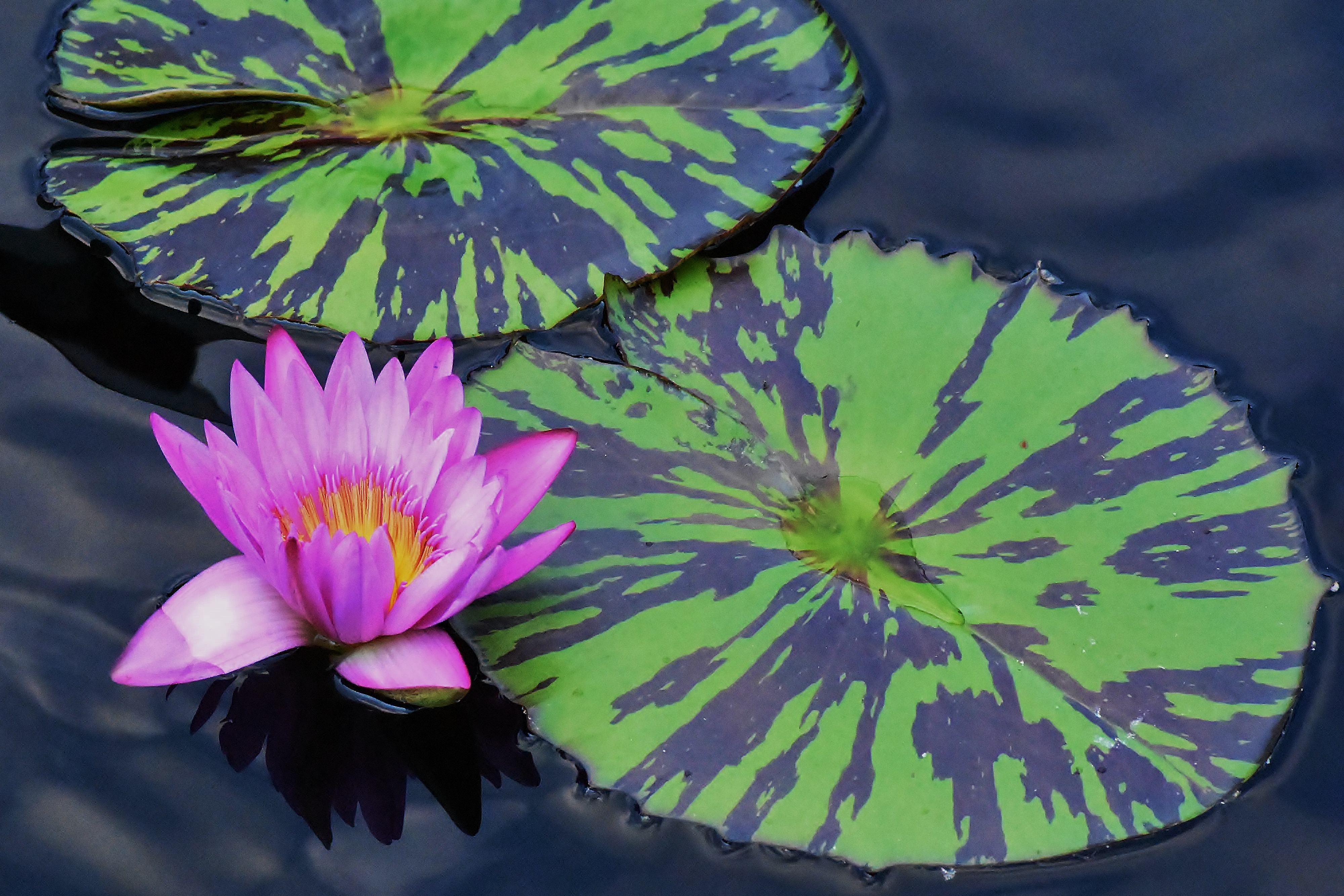 Wallpapers pond water water lily on the desktop