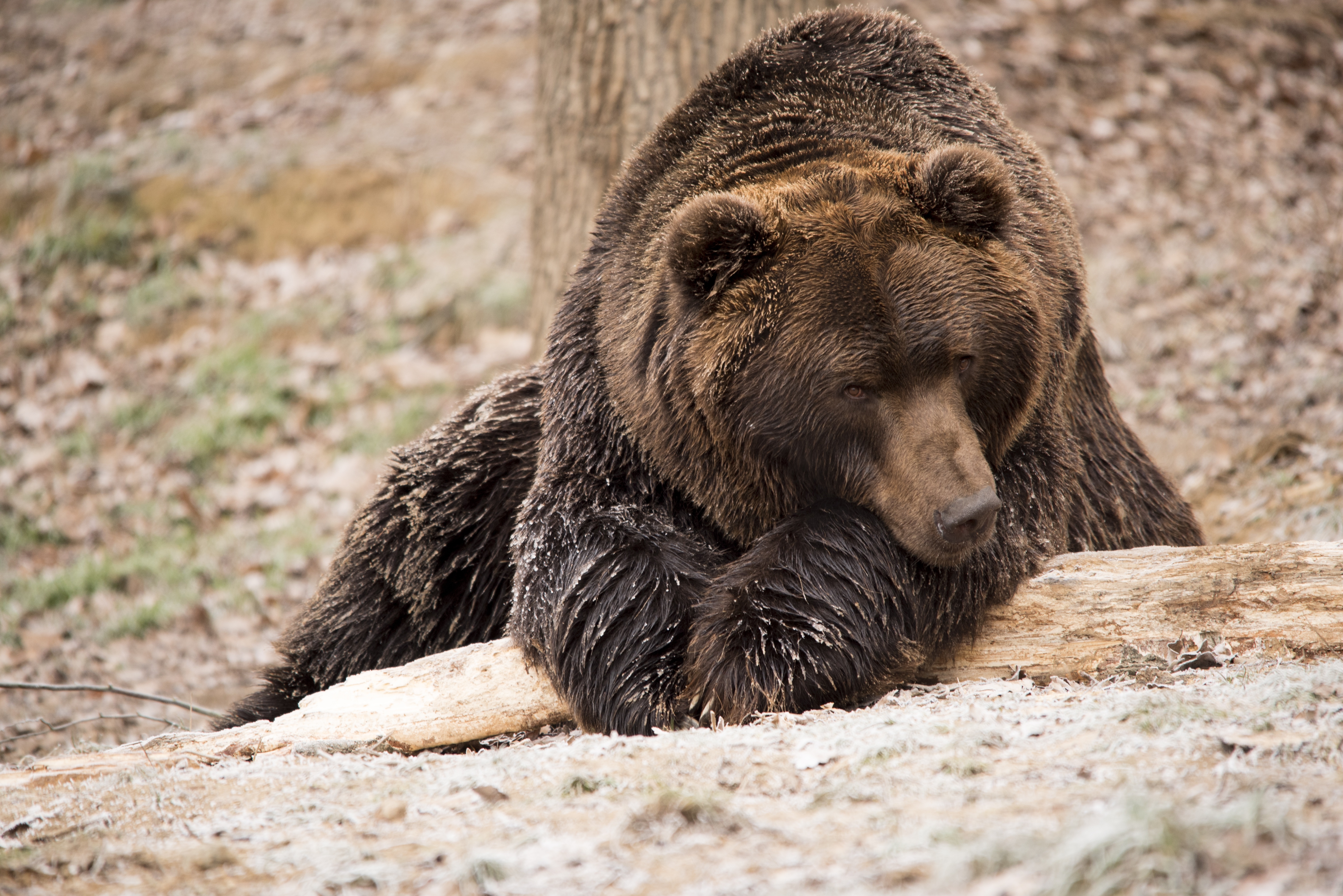 Photo free bear, furry, predator