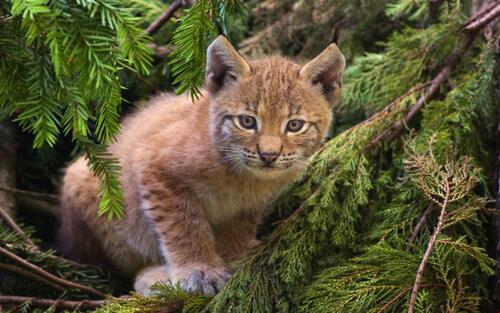A kitten climbing the pine branches.