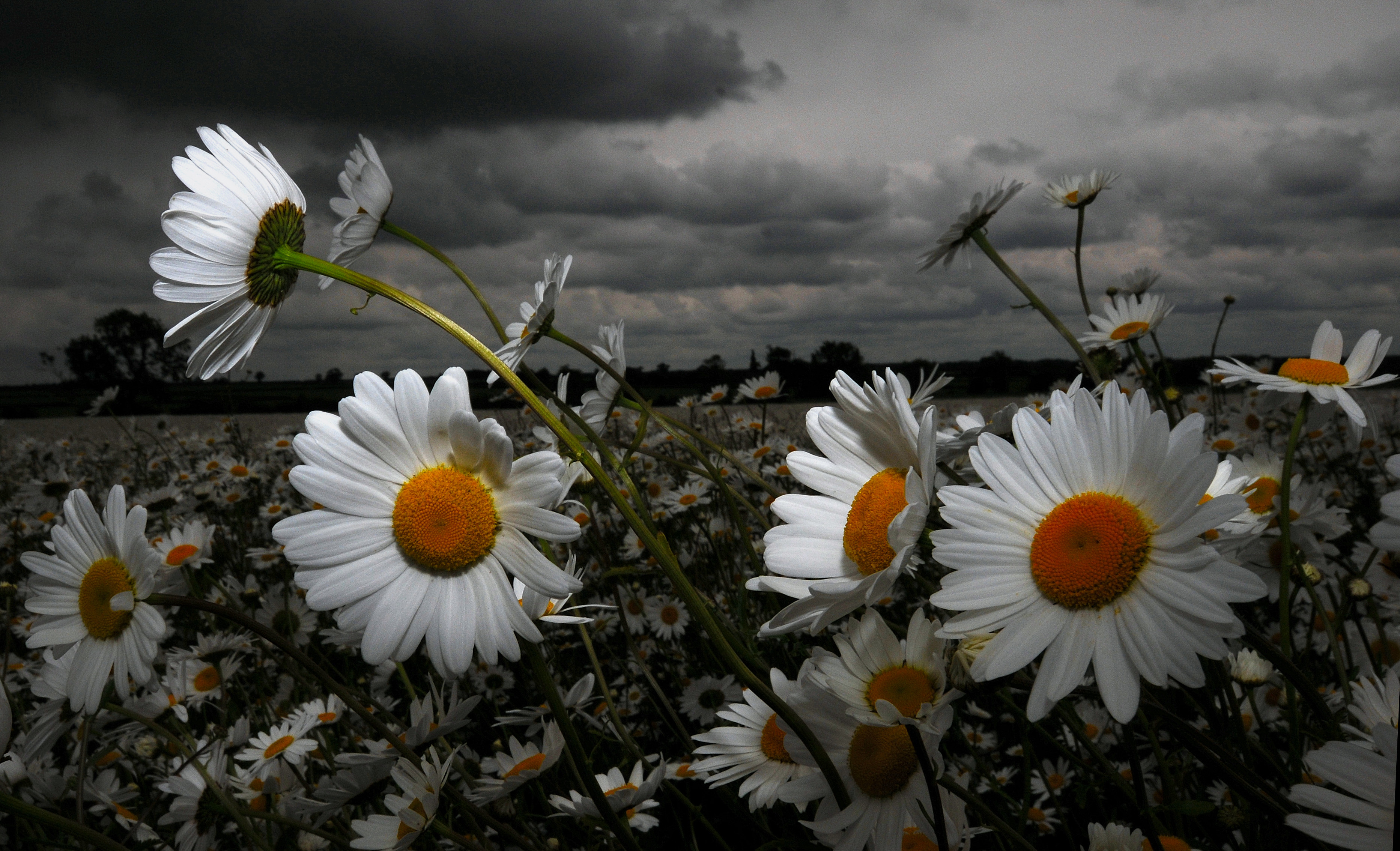 Wallpapers daisies field clouds on the desktop